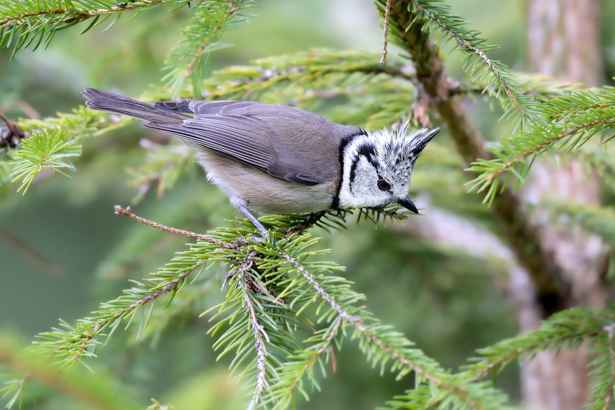 Crested Tit - ML643034649