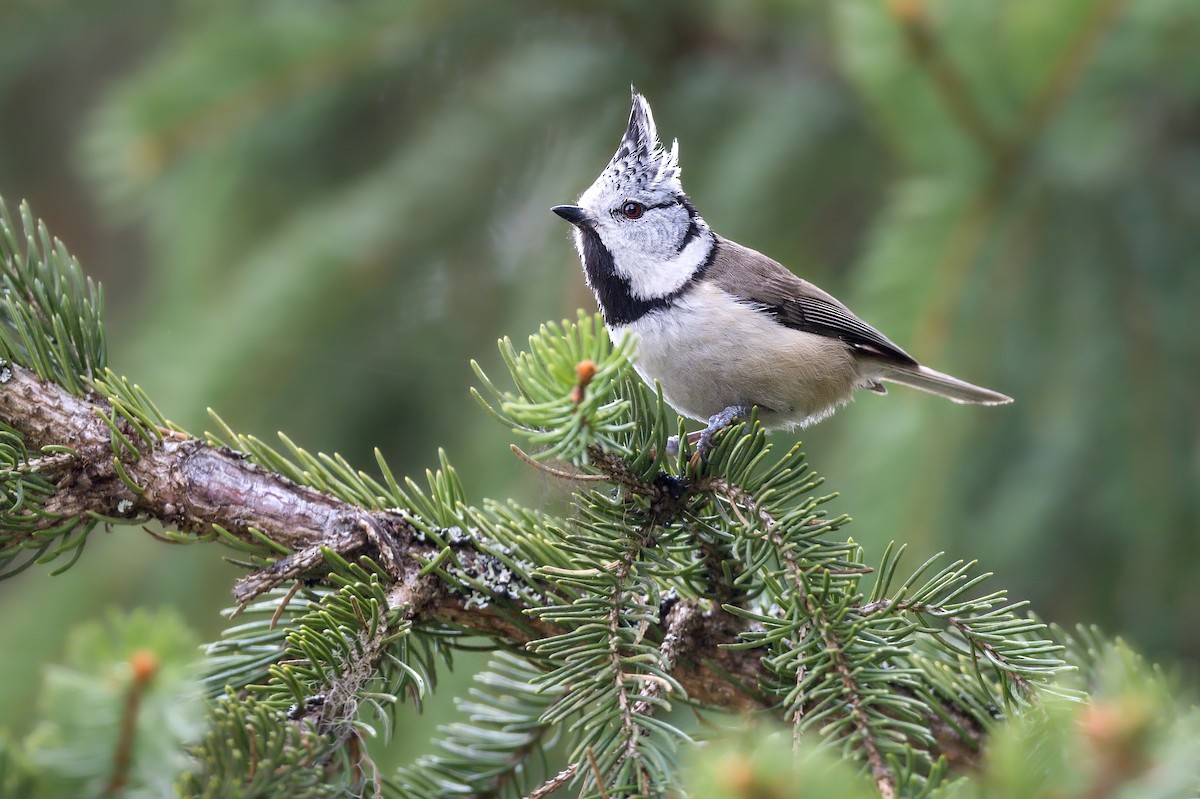 Crested Tit - ML643034652