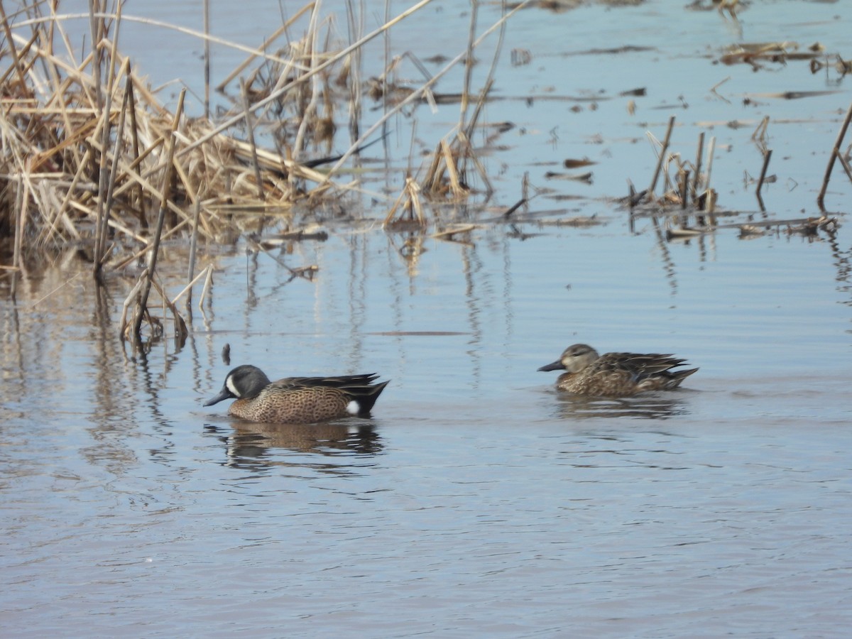 Blue-winged Teal - ML643034658