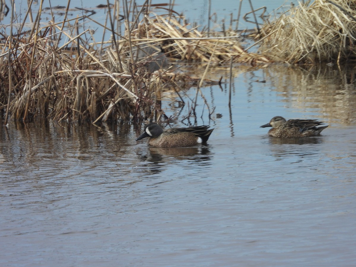 Blue-winged Teal - ML643034664