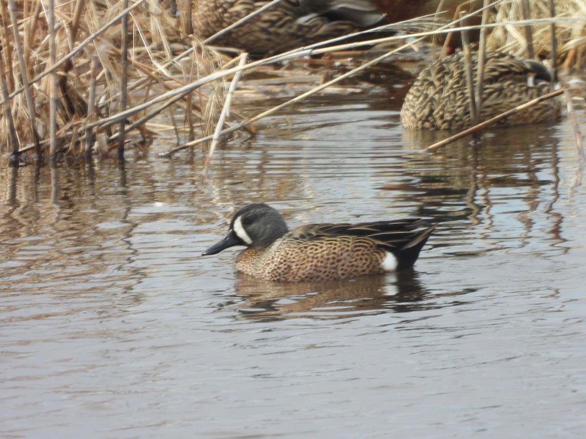 Blue-winged Teal - ML643034665