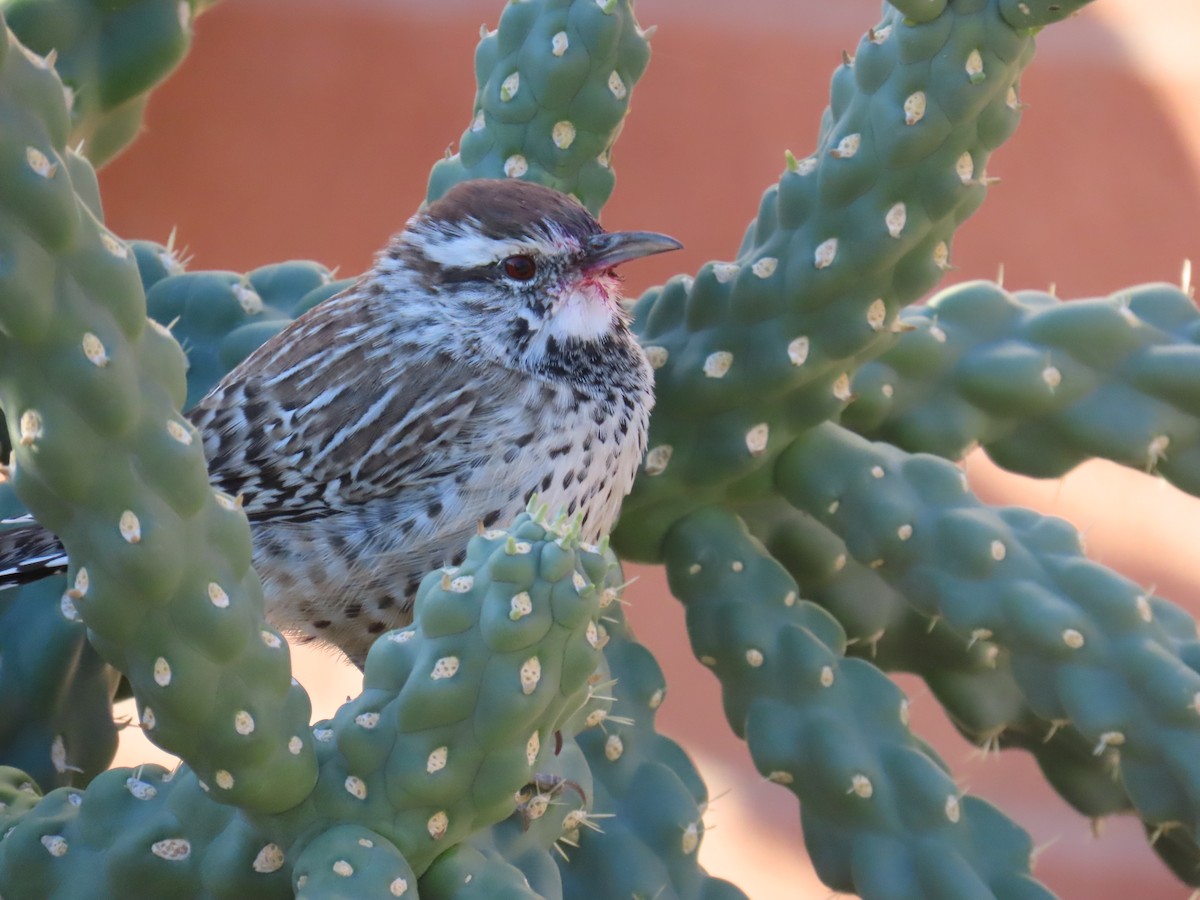 Cactus Wren - ML643034672