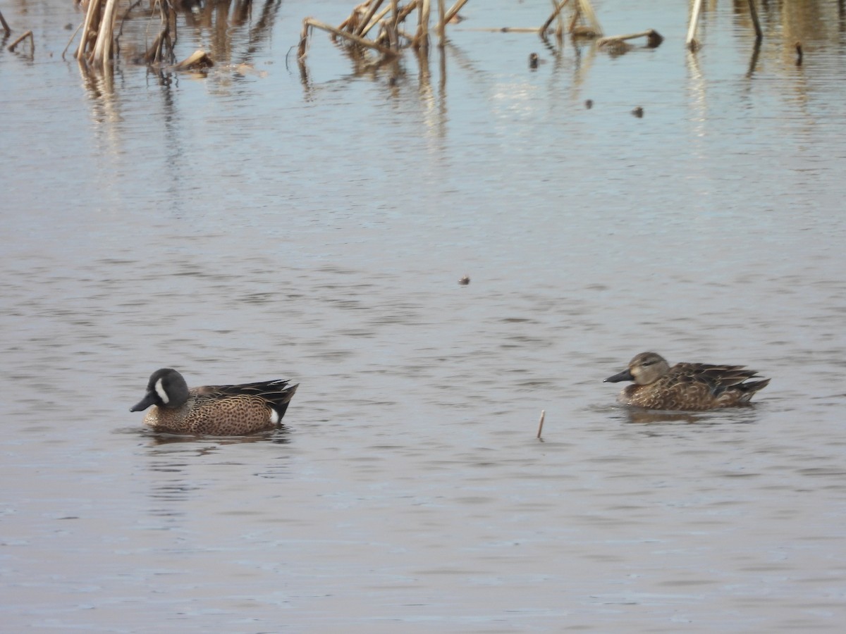 Blue-winged Teal - ML643034686