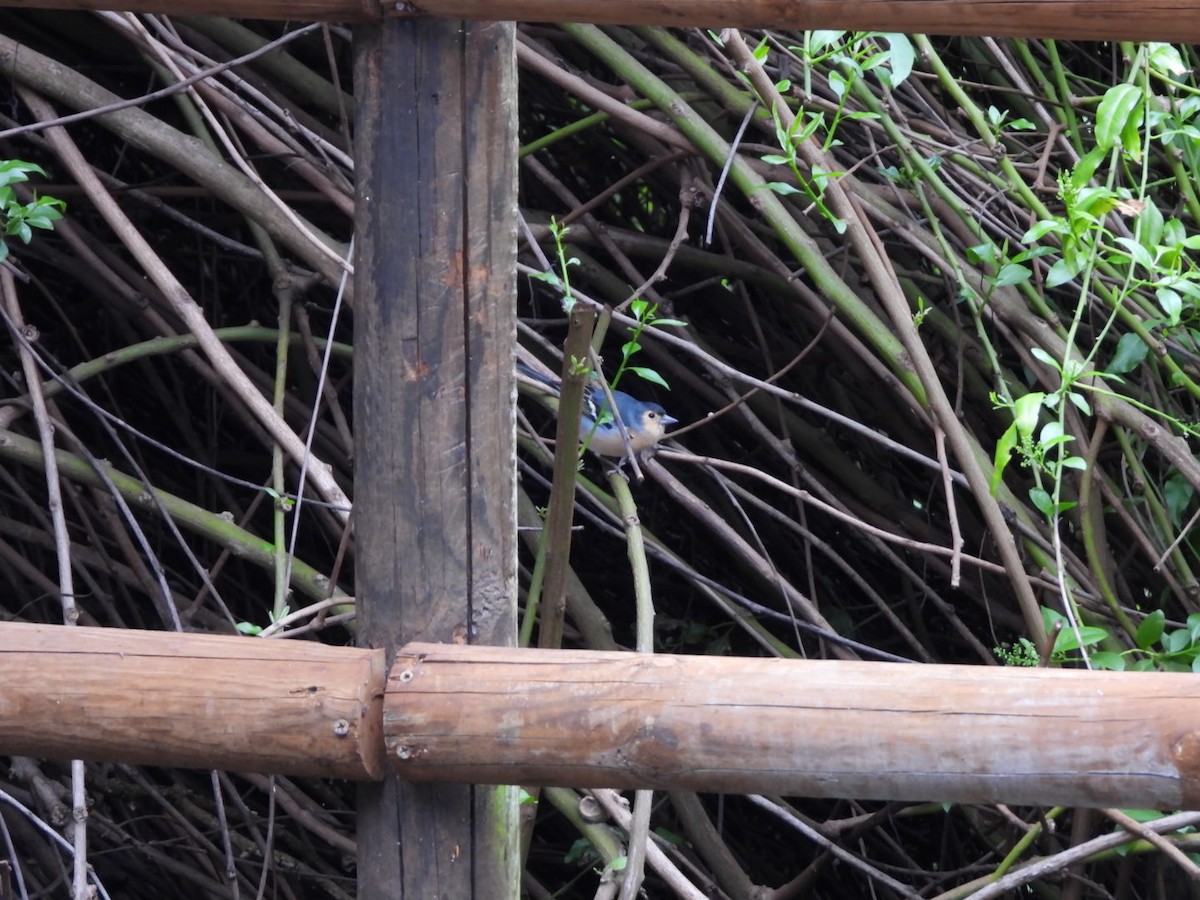 カナリアズアオアトリ　(canariensis/ombriosa) - ML643034691