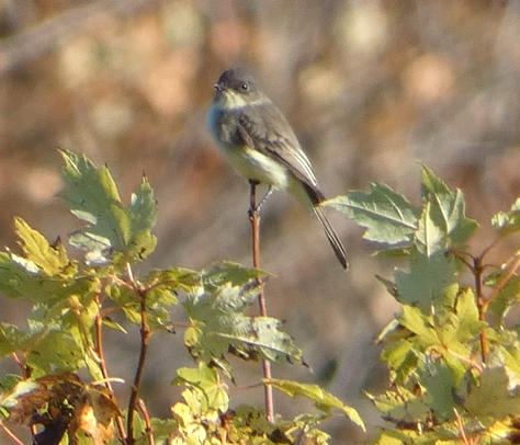 Eastern Phoebe - ML643034700
