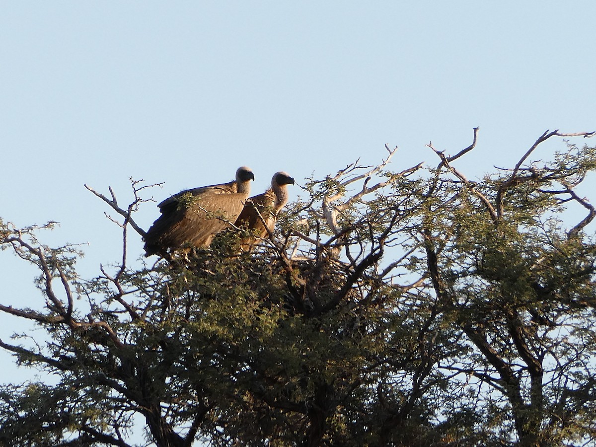 White-backed Vulture - ML643034702