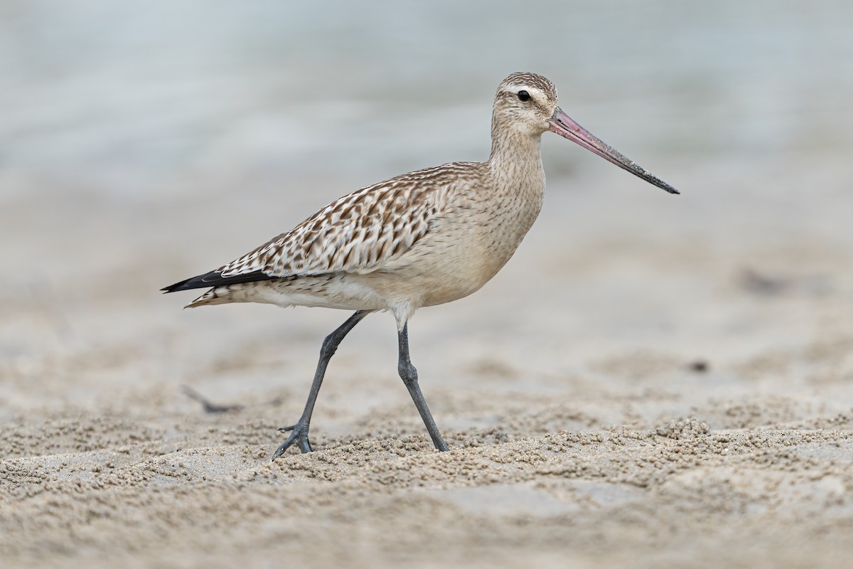 Bar-tailed Godwit - ML643034708