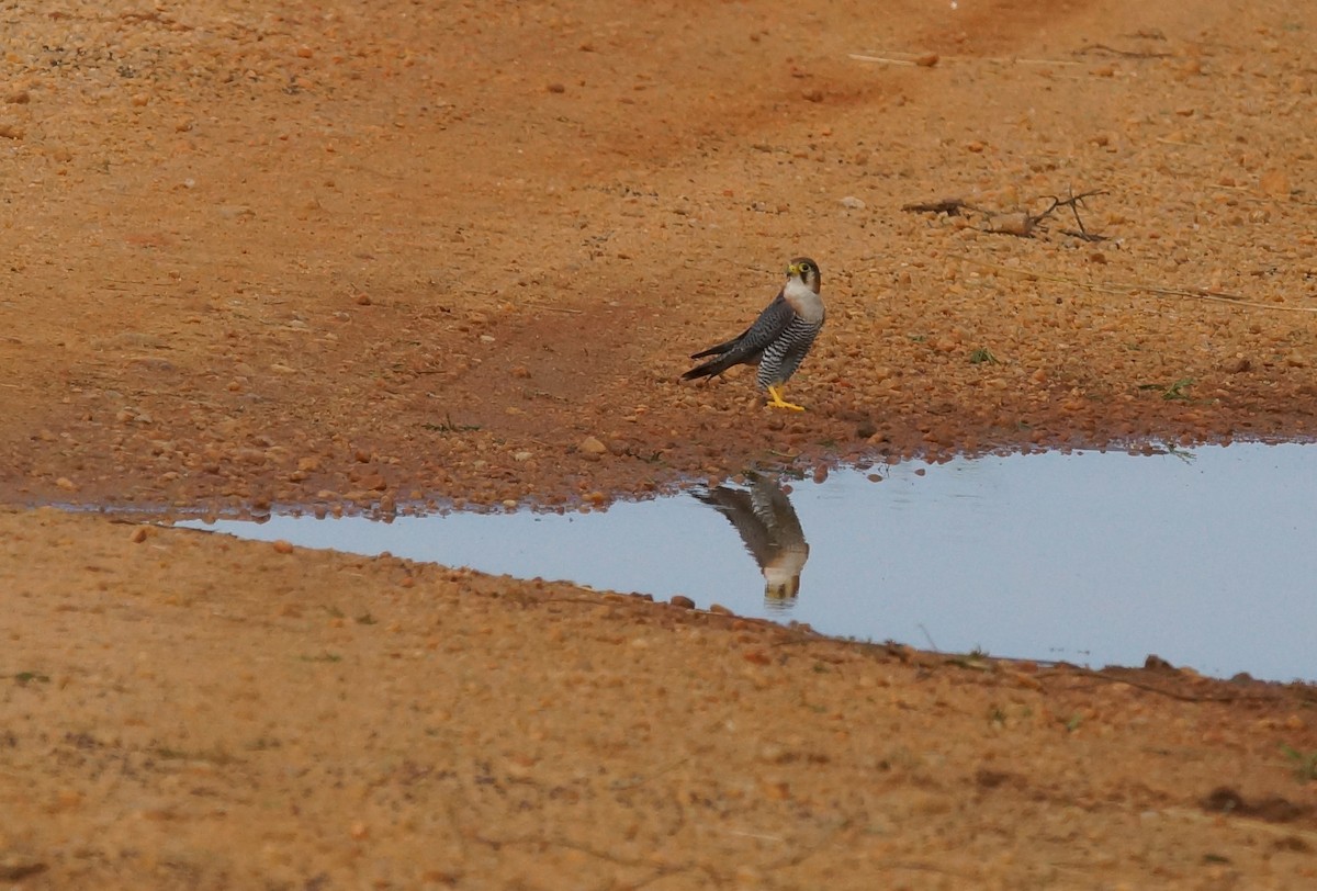 Red-necked Falcon - ML643034725