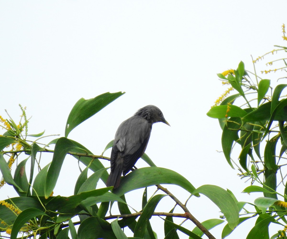 Chestnut-tailed Starling - ML643034733