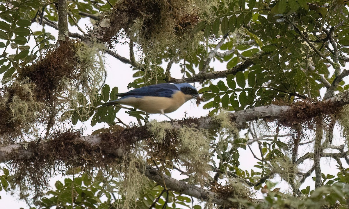 Fawn-breasted Tanager - ML643034735