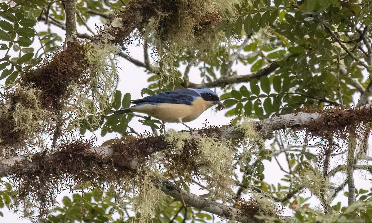 Fawn-breasted Tanager - ML643034736