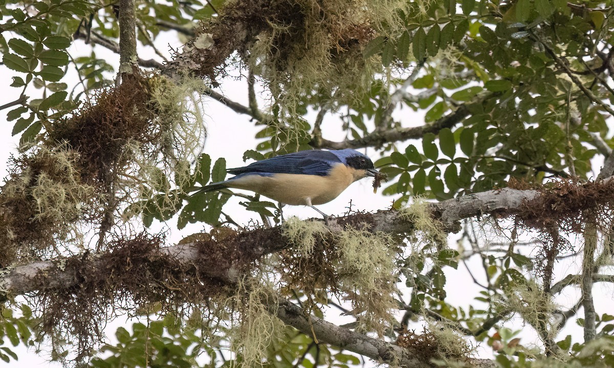 Fawn-breasted Tanager - ML643034737