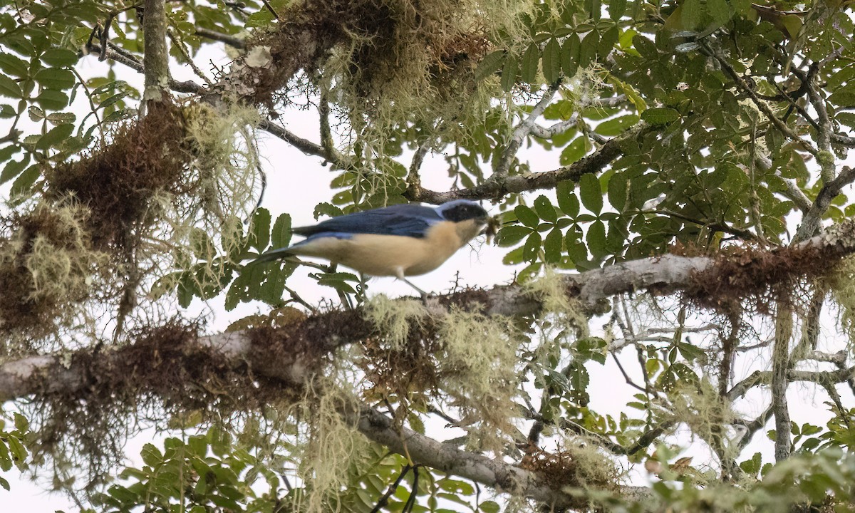 Fawn-breasted Tanager - ML643034738