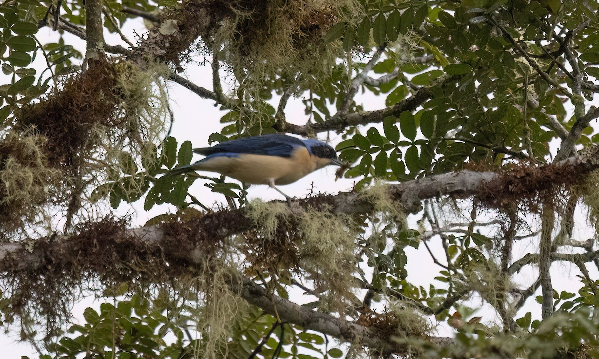 Fawn-breasted Tanager - ML643034739