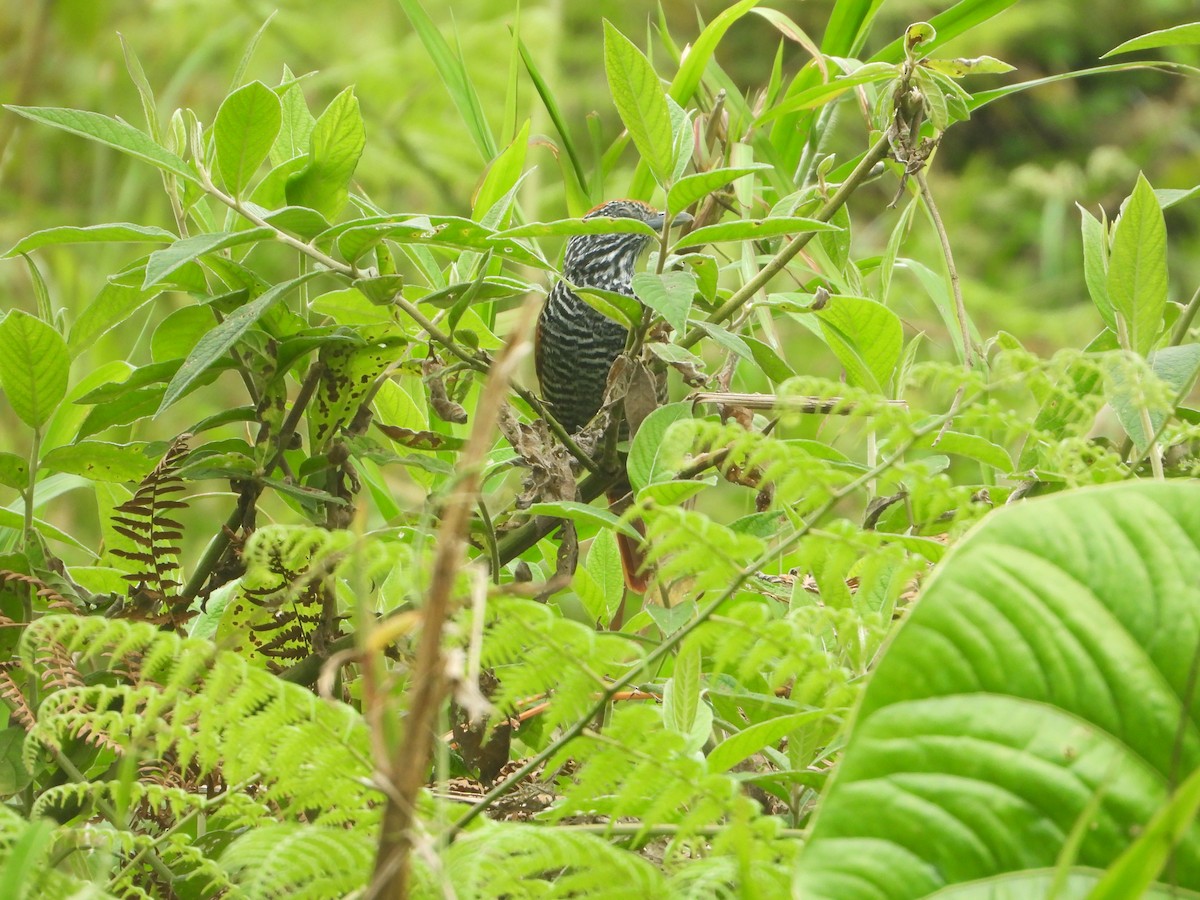 Lined Antshrike - ML643034756