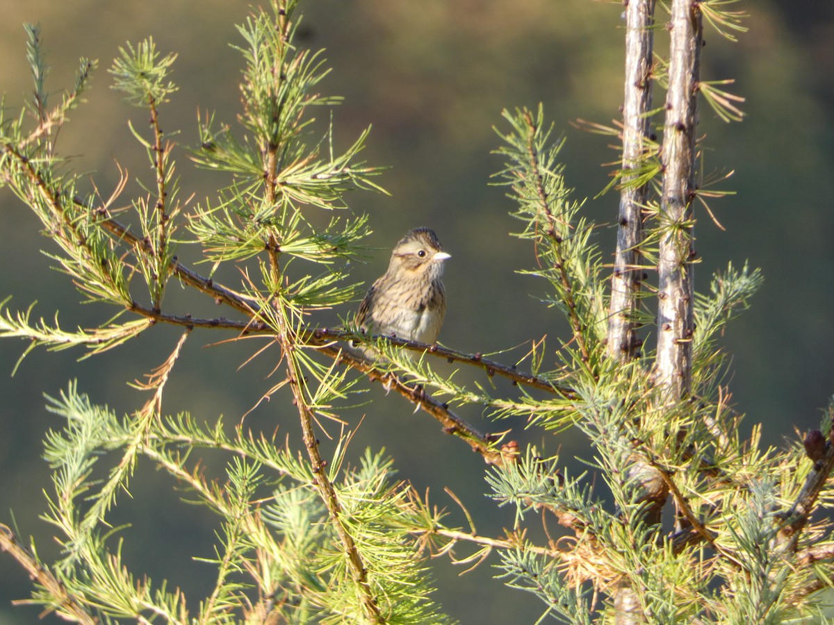Lincoln's Sparrow - ML643034784