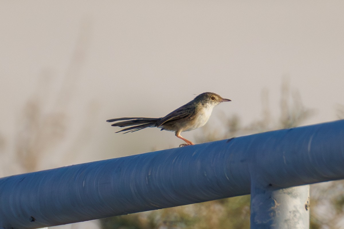 Delicate Prinia - ML643034809