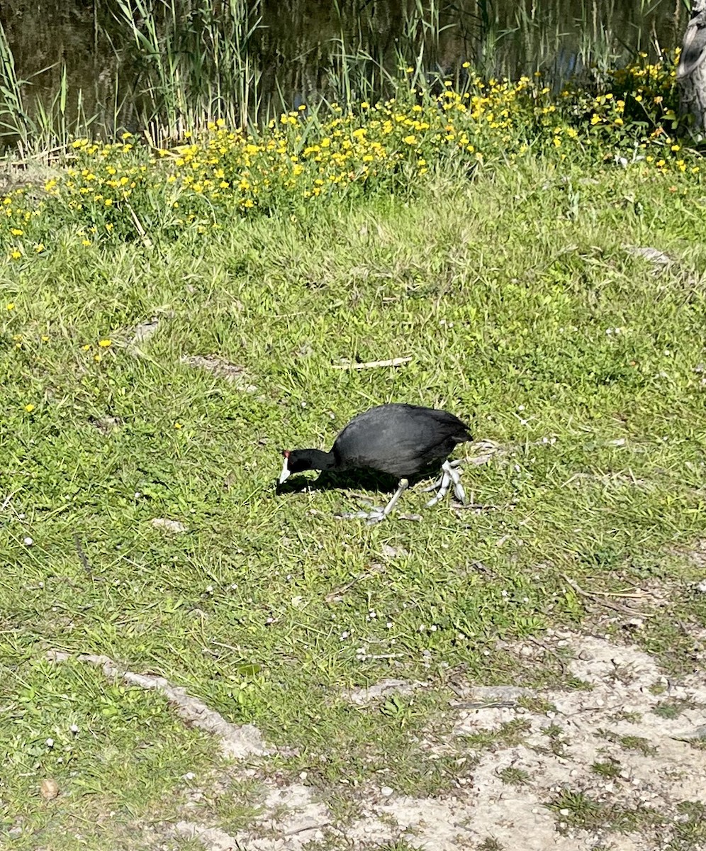 Red-knobbed Coot - ML643034810