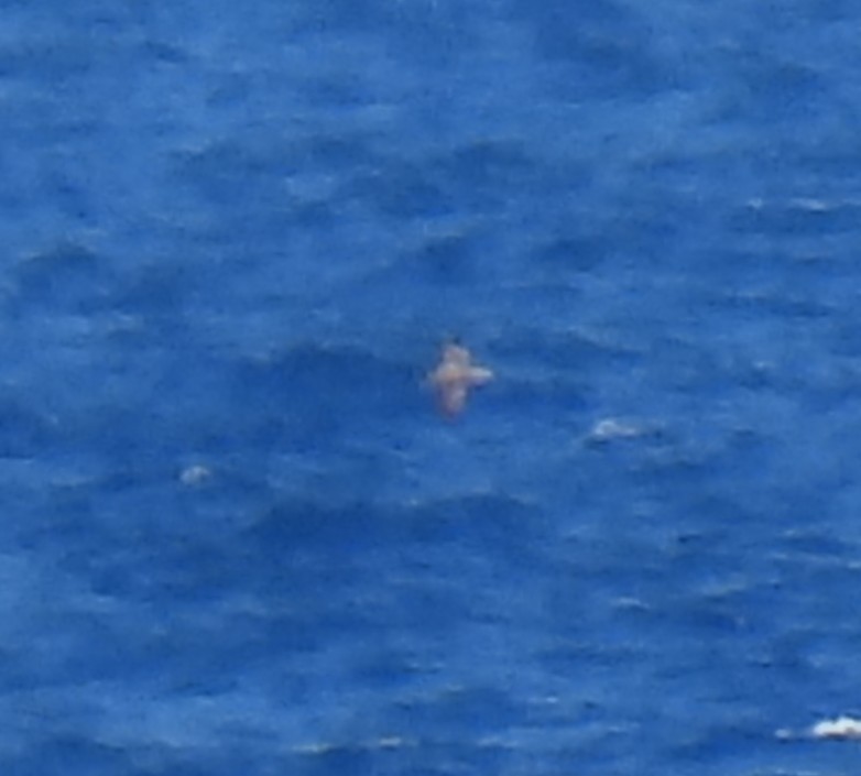 shearwater sp. - ML643034840