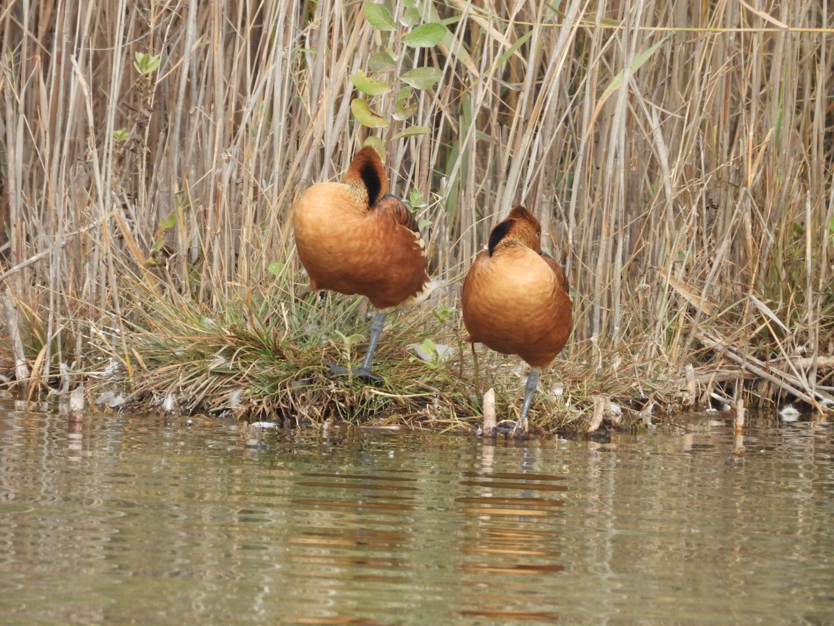 Dendrocygne fauve - ML643034843