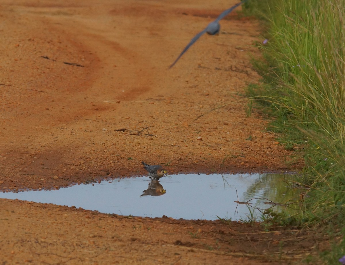 Red-necked Falcon - ML643034851