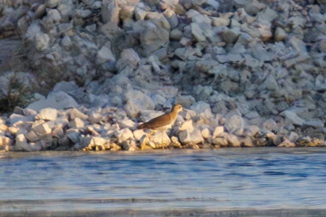 White-tailed Lapwing - ML643034891