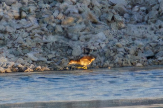 White-tailed Lapwing - ML643034892
