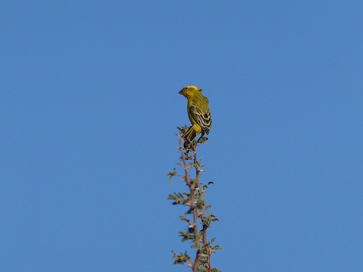 Yellow Canary - ML643034894