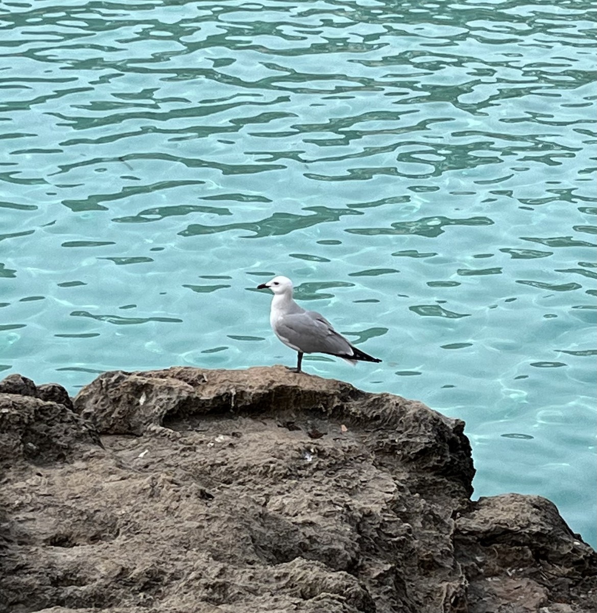 Audouin's Gull - ML643034899