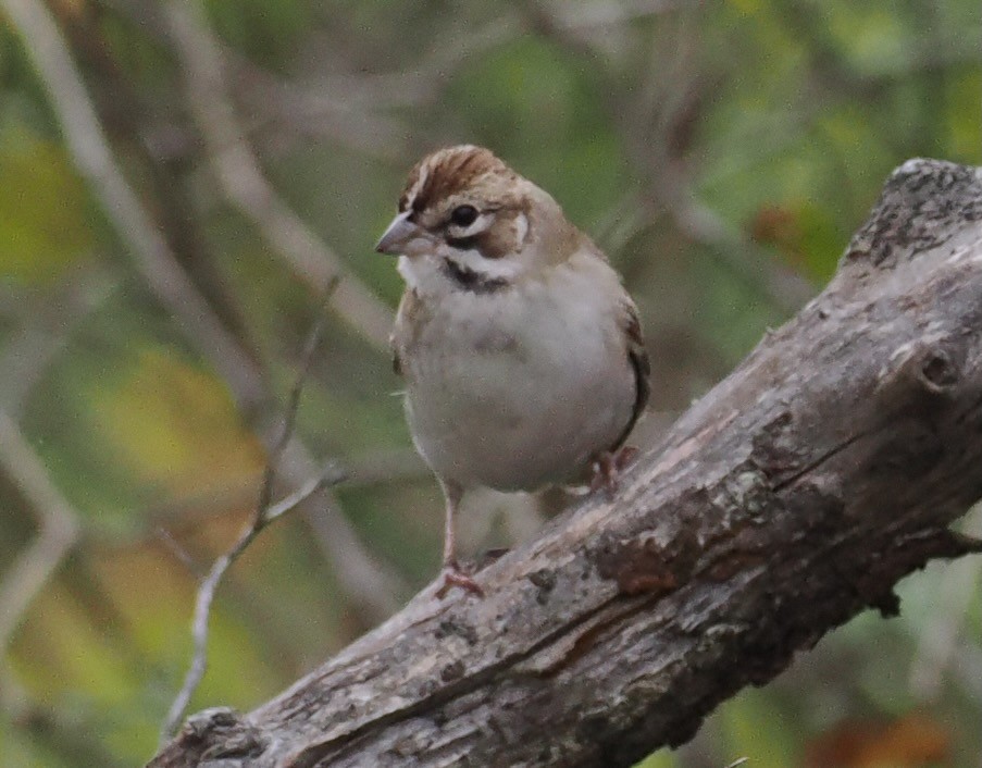 Lark Sparrow - ML643034902