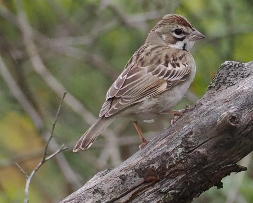 Lark Sparrow - ML643034903