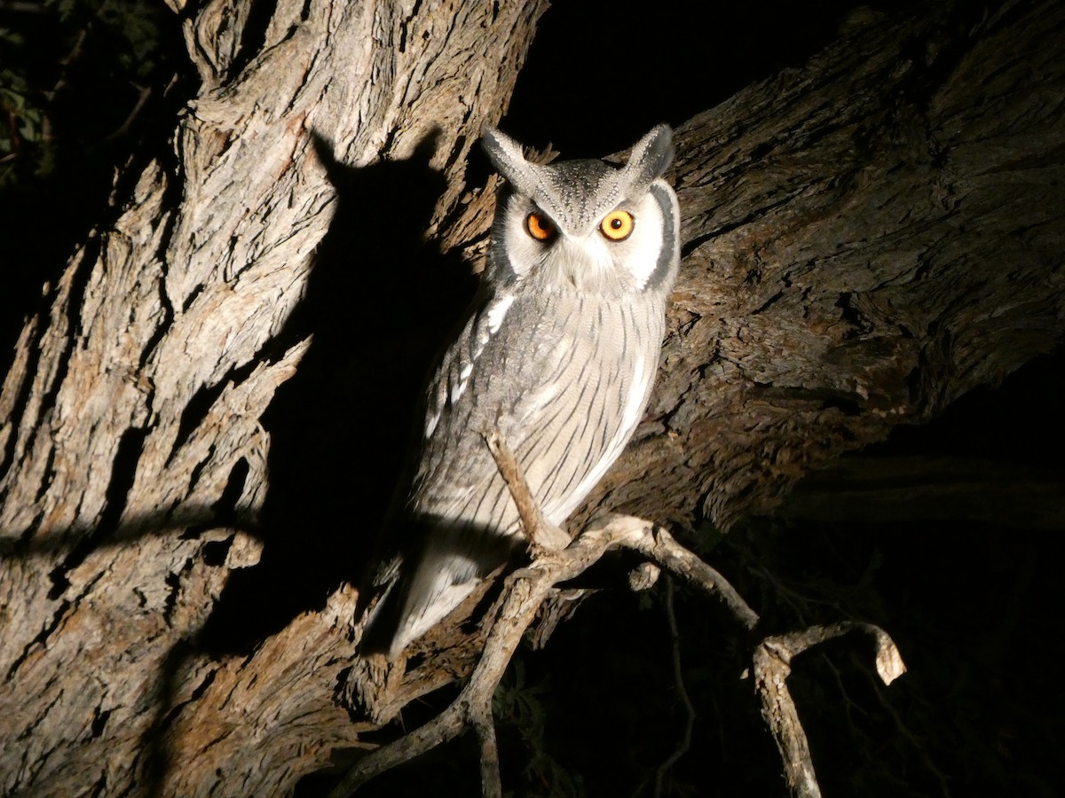 Southern White-faced Owl - ML643034912