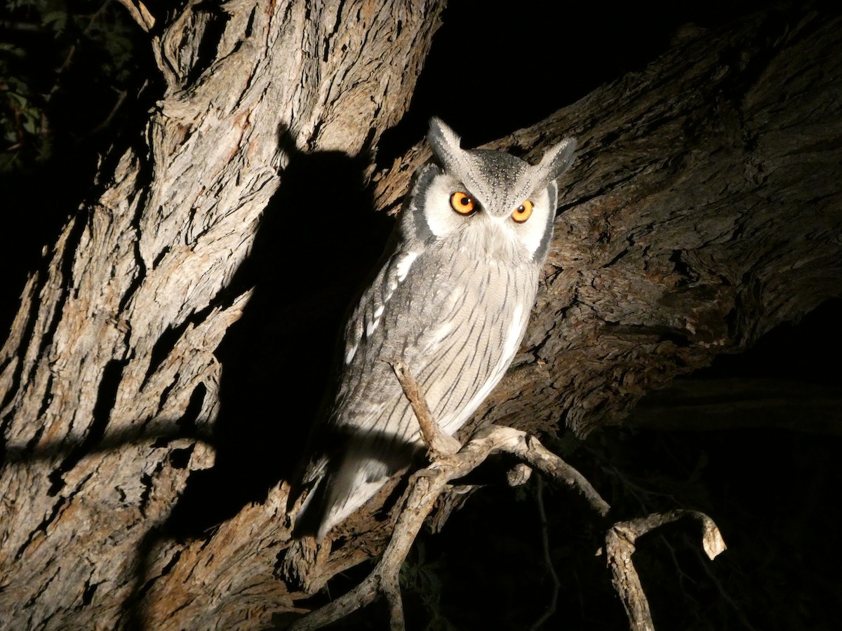 Southern White-faced Owl - ML643034913