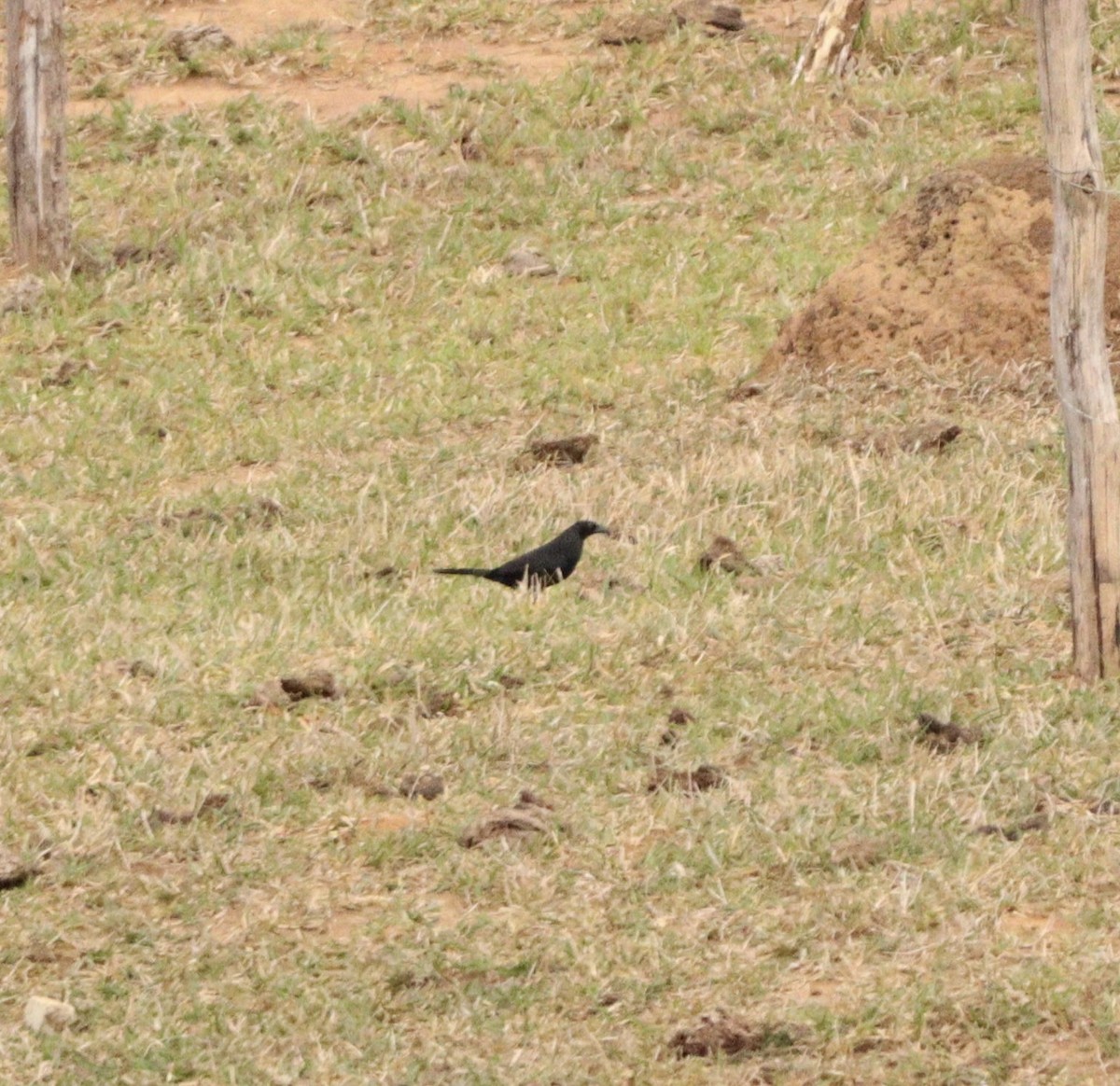 Giant Cowbird - ML643034953