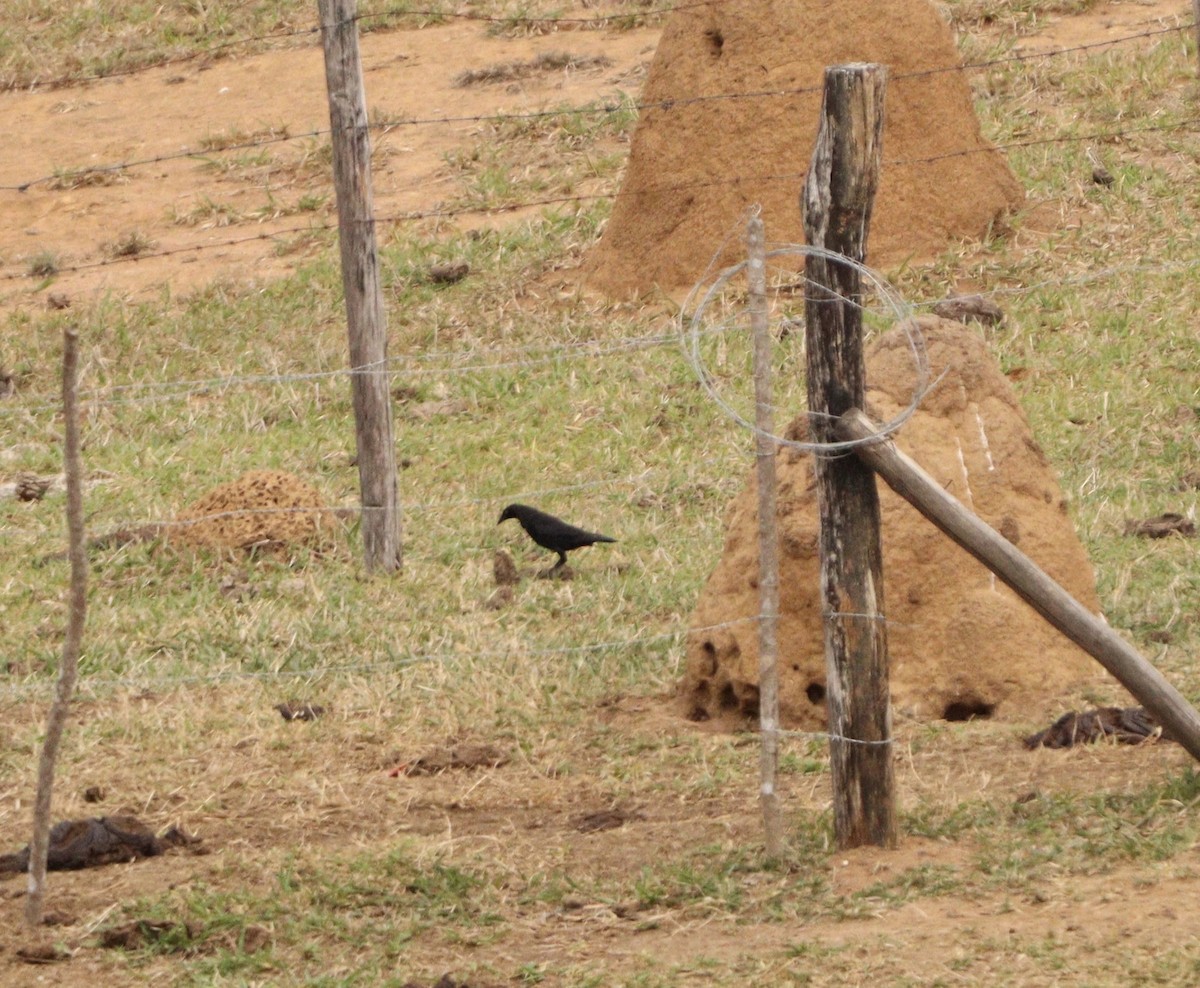 Giant Cowbird - ML643034954