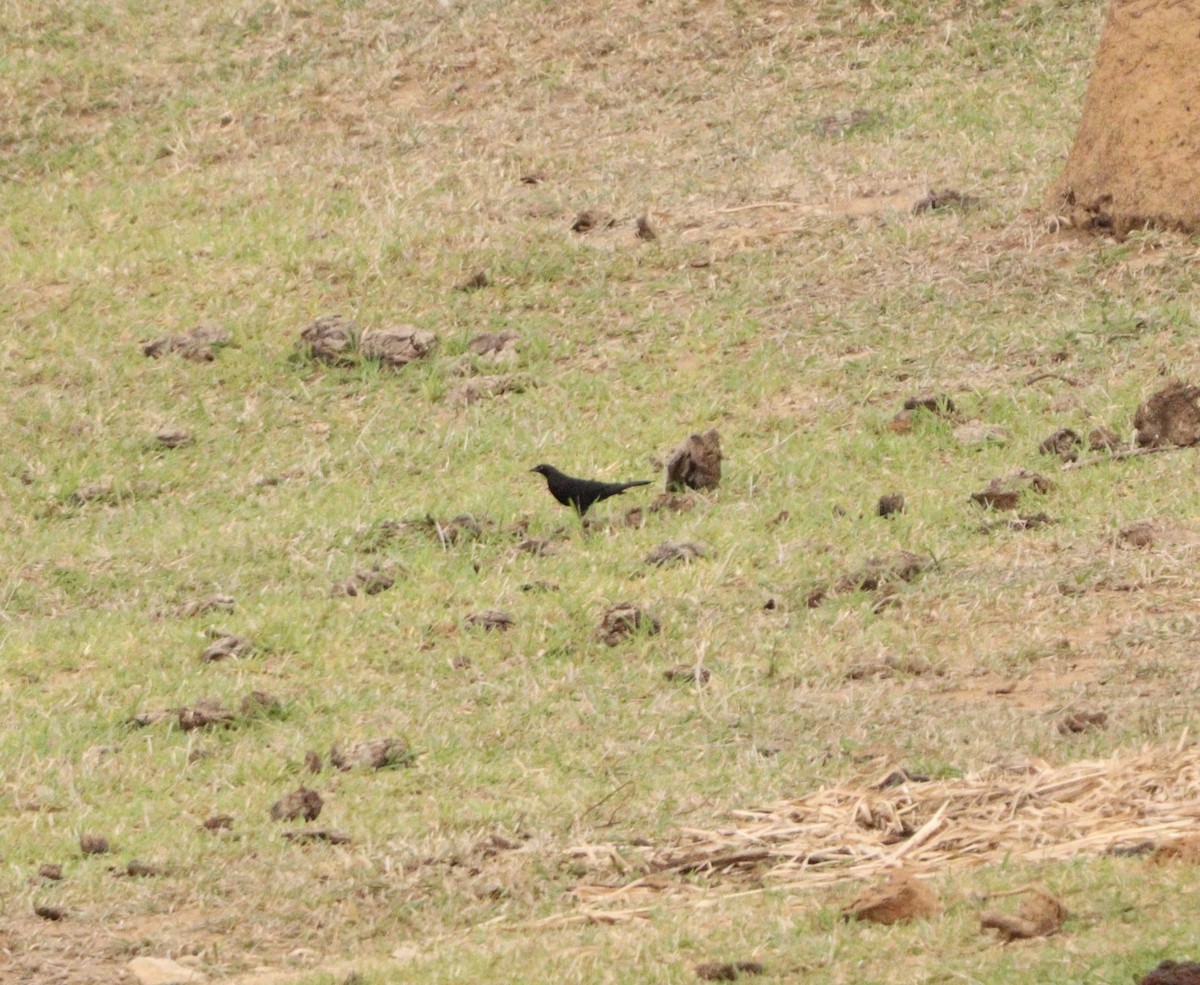 Giant Cowbird - ML643034955
