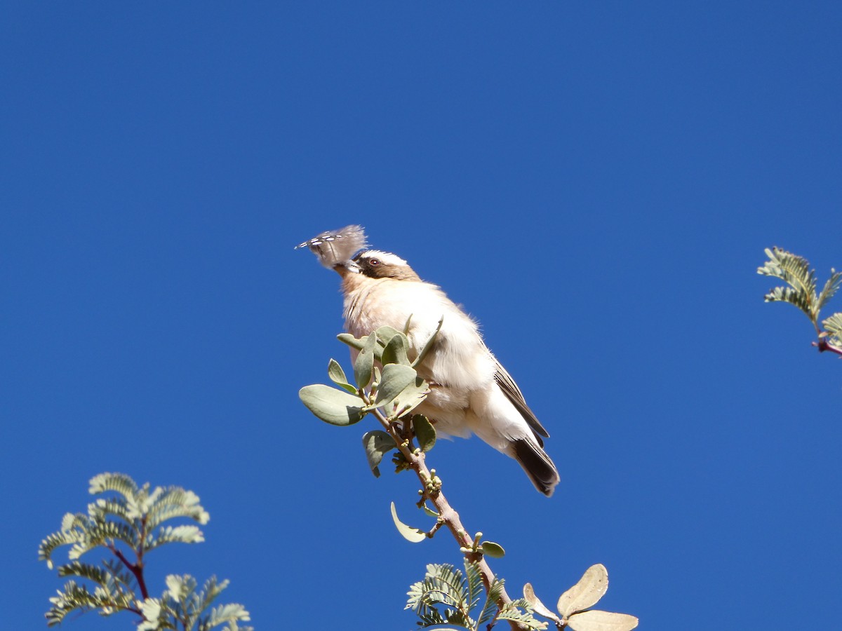 White-browed Sparrow-Weaver - ML643034967