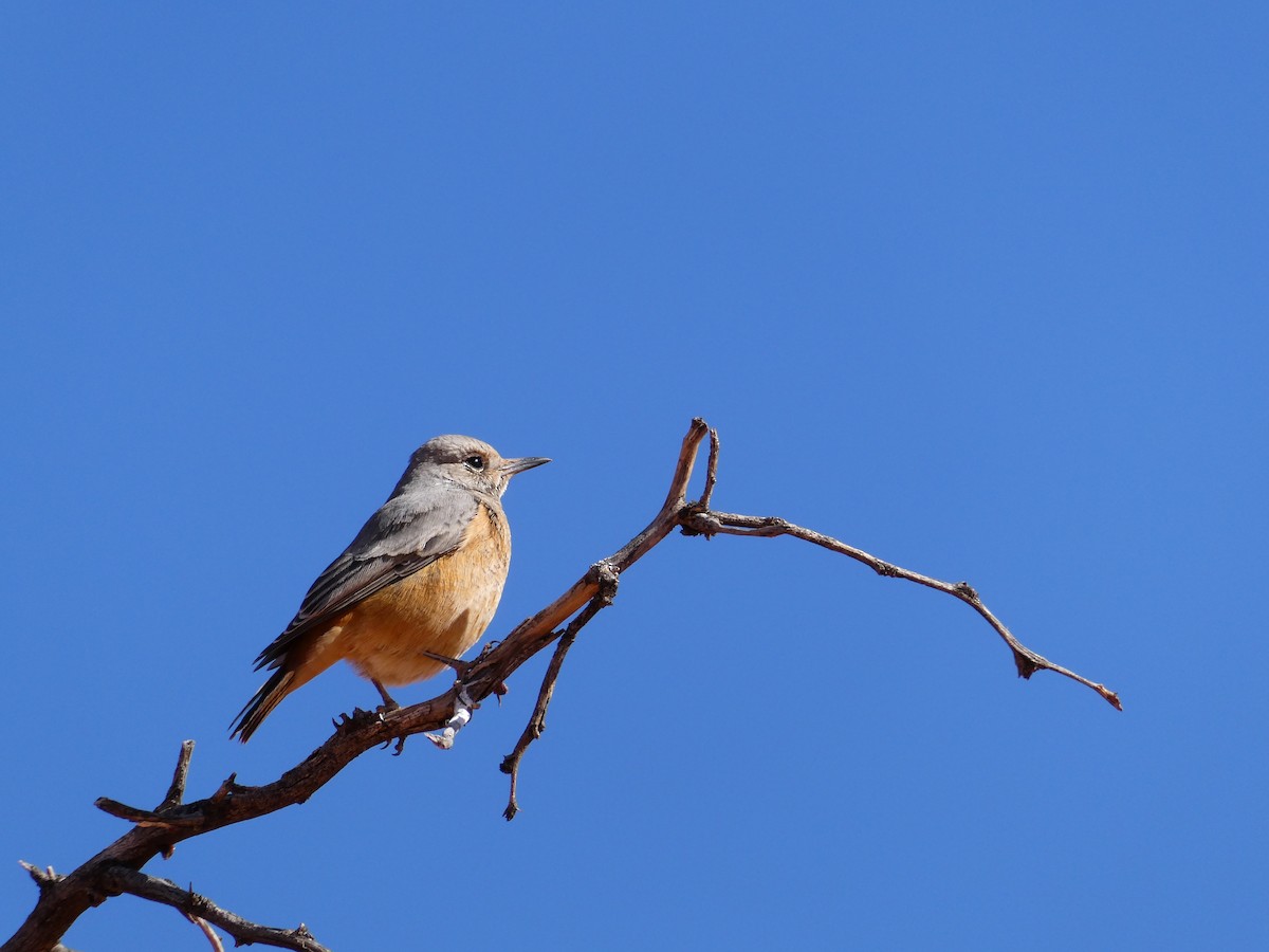 Short-toed Rock-Thrush - ML643034975