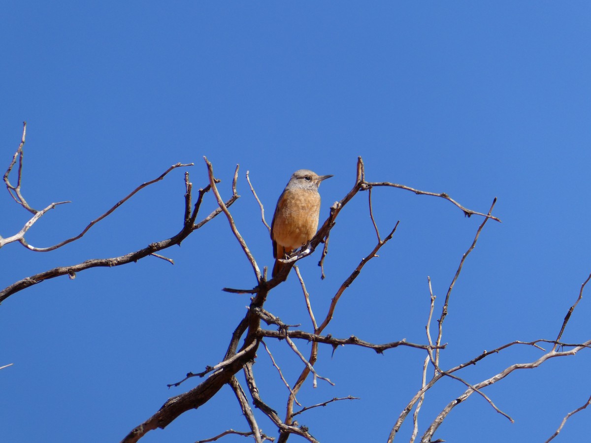 Short-toed Rock-Thrush - ML643034976