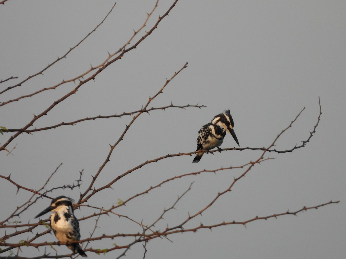 Pied Kingfisher - ML643034995