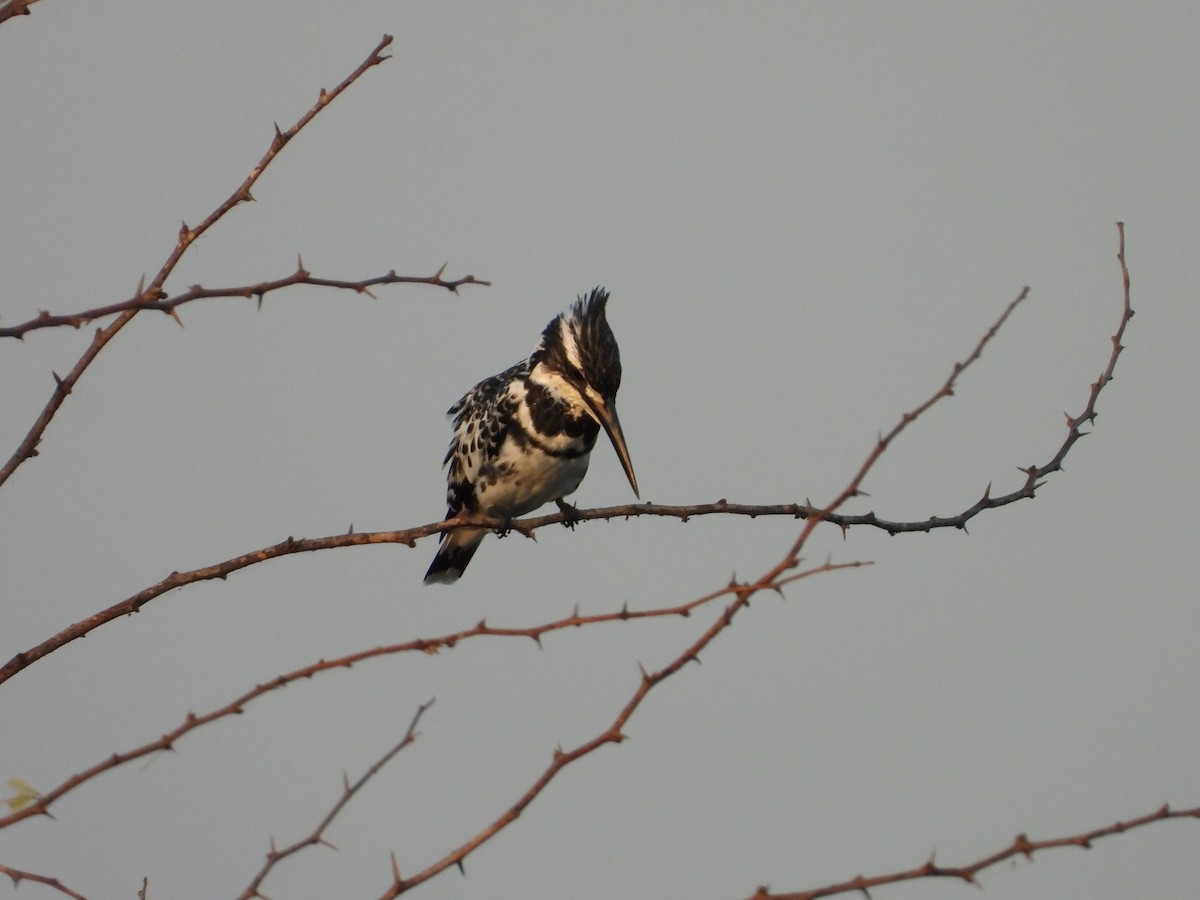 Pied Kingfisher - ML643034996