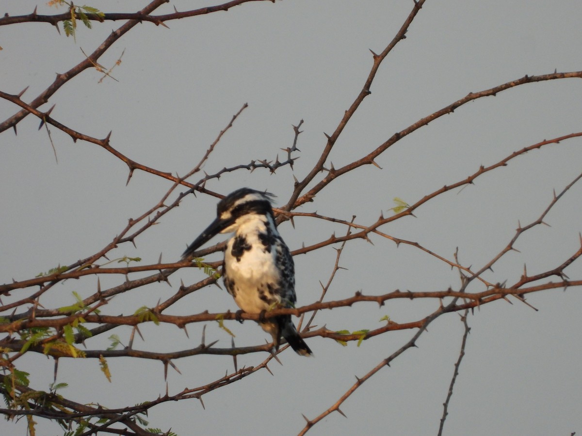 Pied Kingfisher - ML643034997