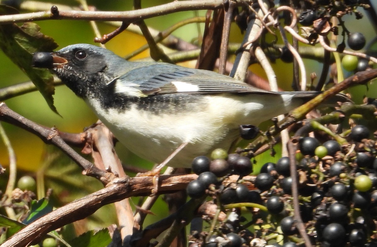 Black-throated Blue Warbler - ML643035003
