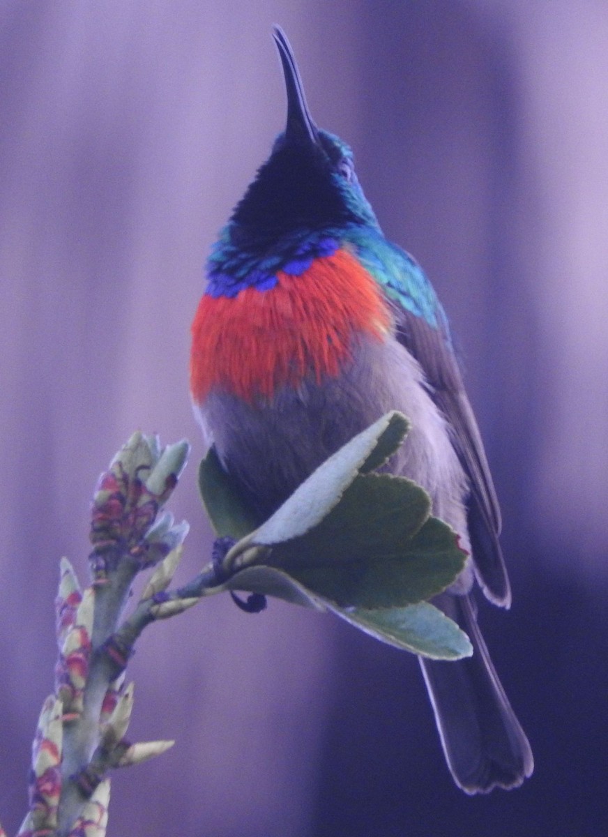Greater Double-collared Sunbird - ML643035024