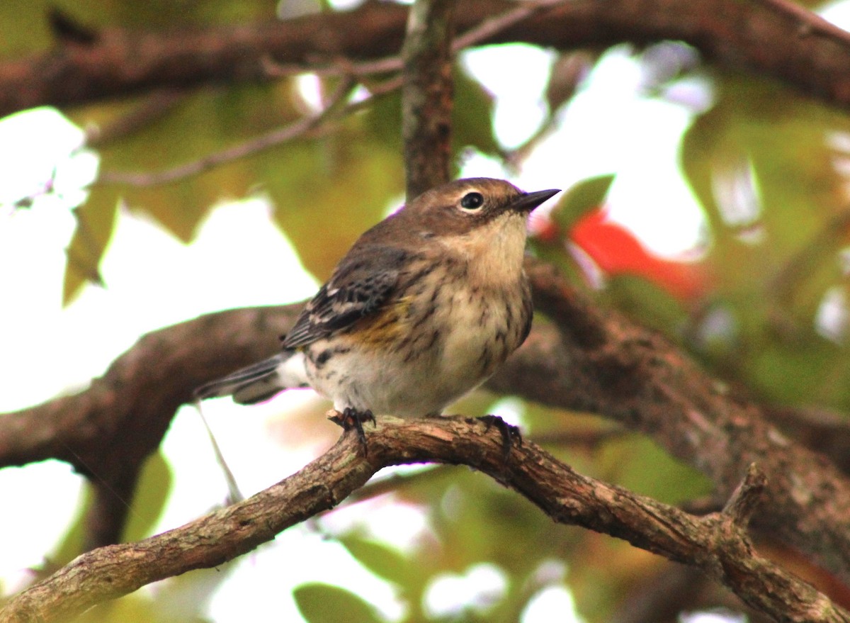 Yellow-rumped Warbler - ML643035033