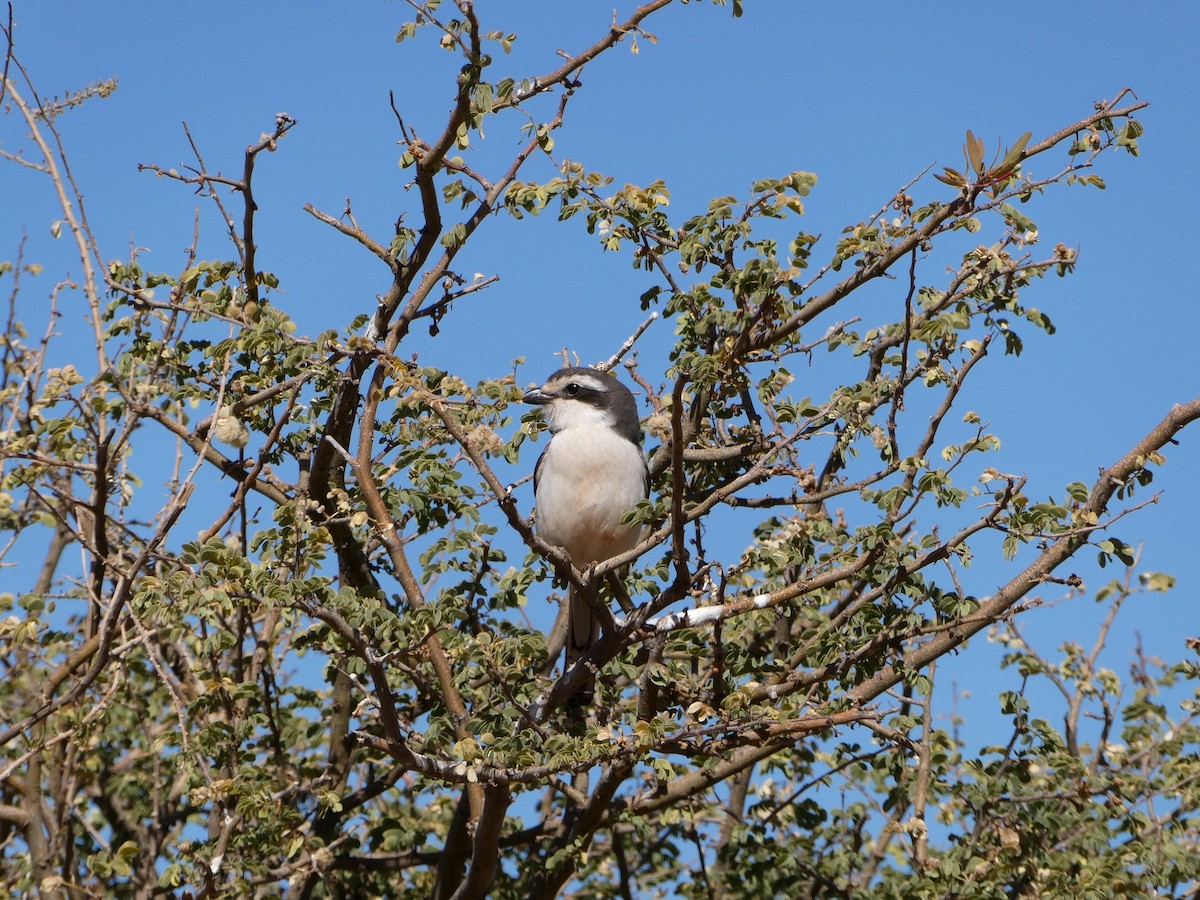 Southern Fiscal - ML643035043