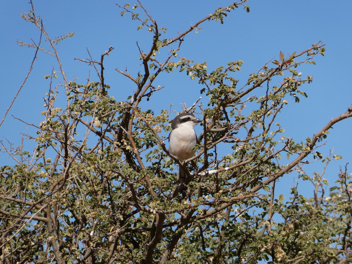 Southern Fiscal - ML643035044