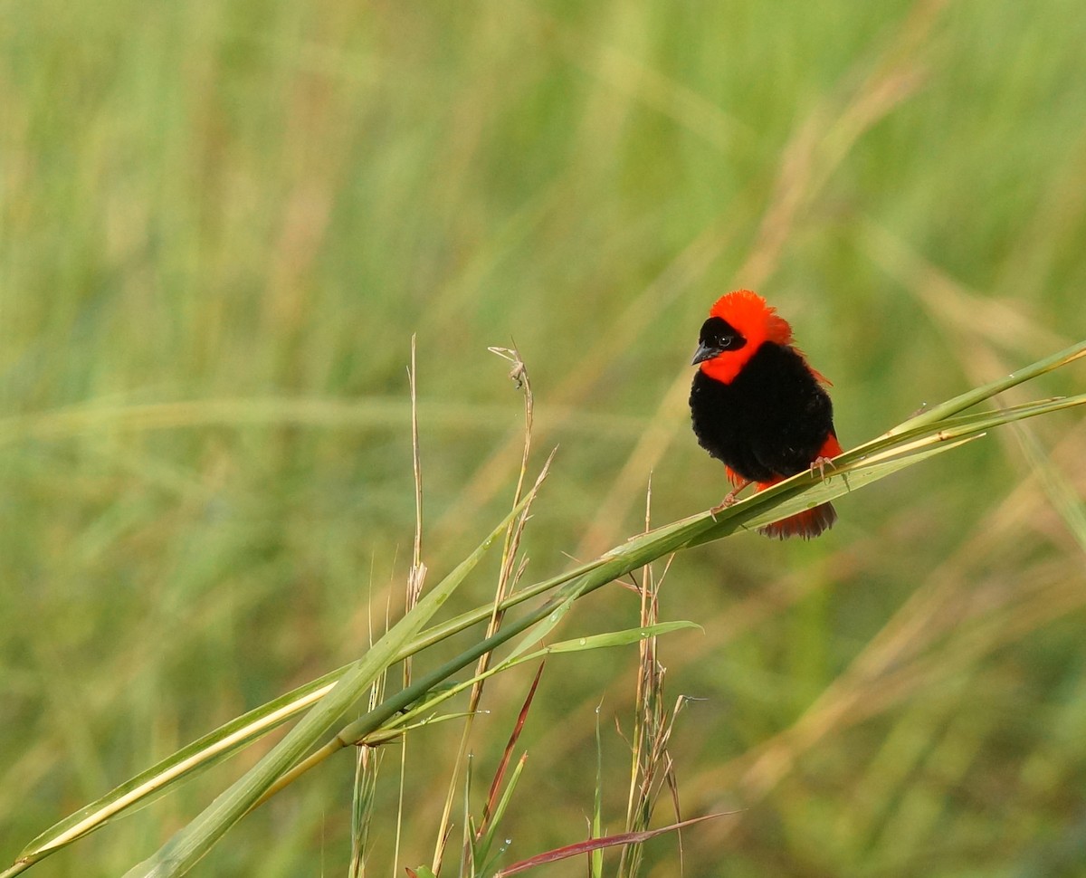 Northern Red Bishop - ML643035047