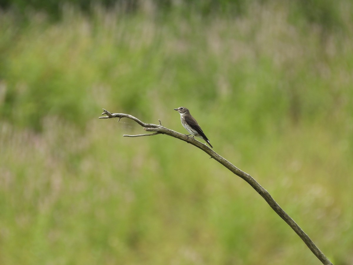 Gray-streaked Flycatcher - ML643035070