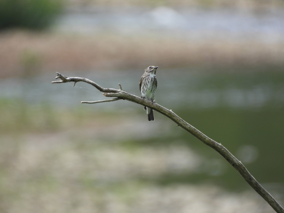 Gray-streaked Flycatcher - ML643035072